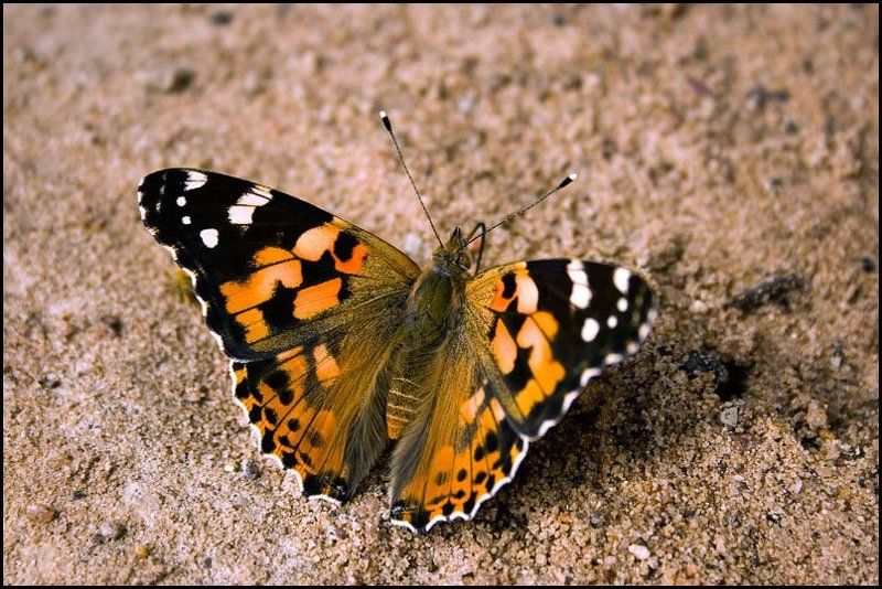 бабочка, крапивница batterfly фото превью