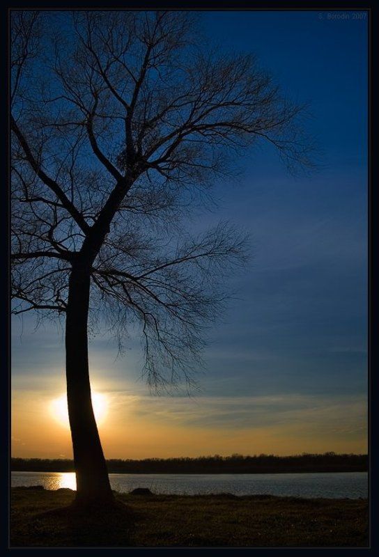 красивое дерево река обь Реверанс фото превью