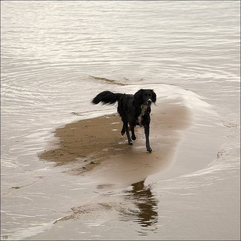 финский залив, собака Чёрный Пёс Петербург. фото превью