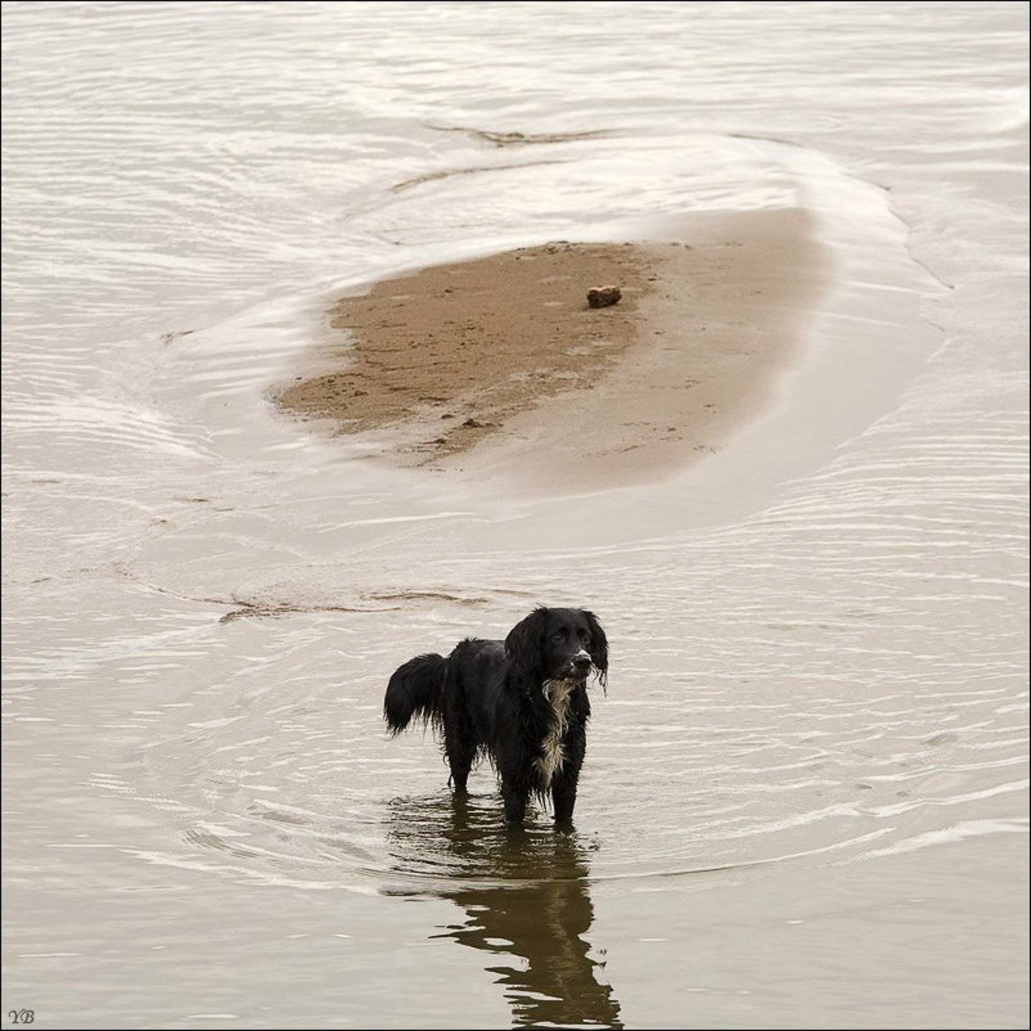 финский залив, собака, Братаев Юра