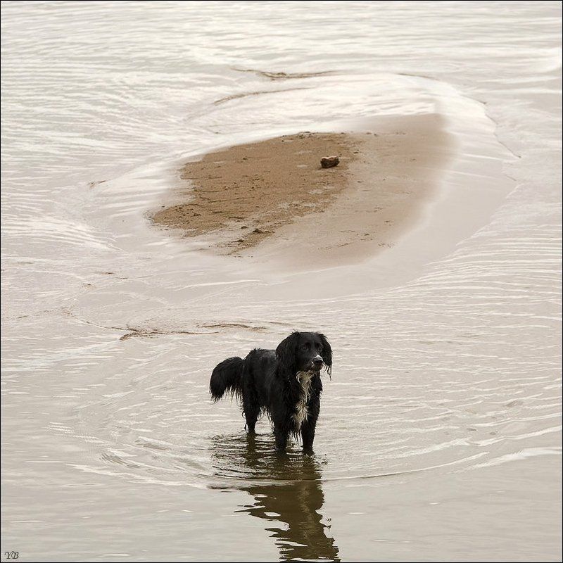 финский залив, собака ХО-ЗЯ-ИИИИИИННН....!!!!!!! фото превью