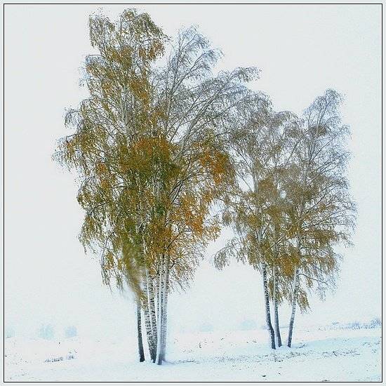 берёза, снег, осень, senjor