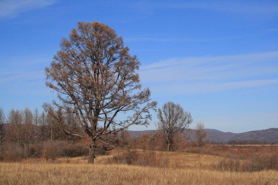 бурятия, река, витим, осень, дерево, Олег Шубаров