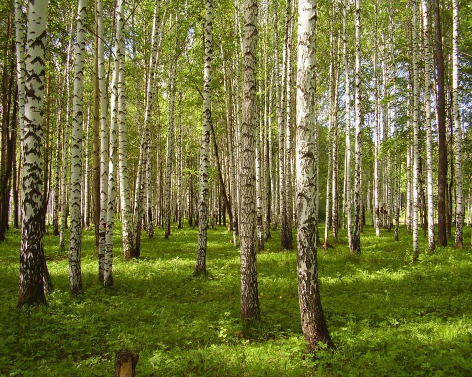 лето, лес, березы, Наталья Герасименко