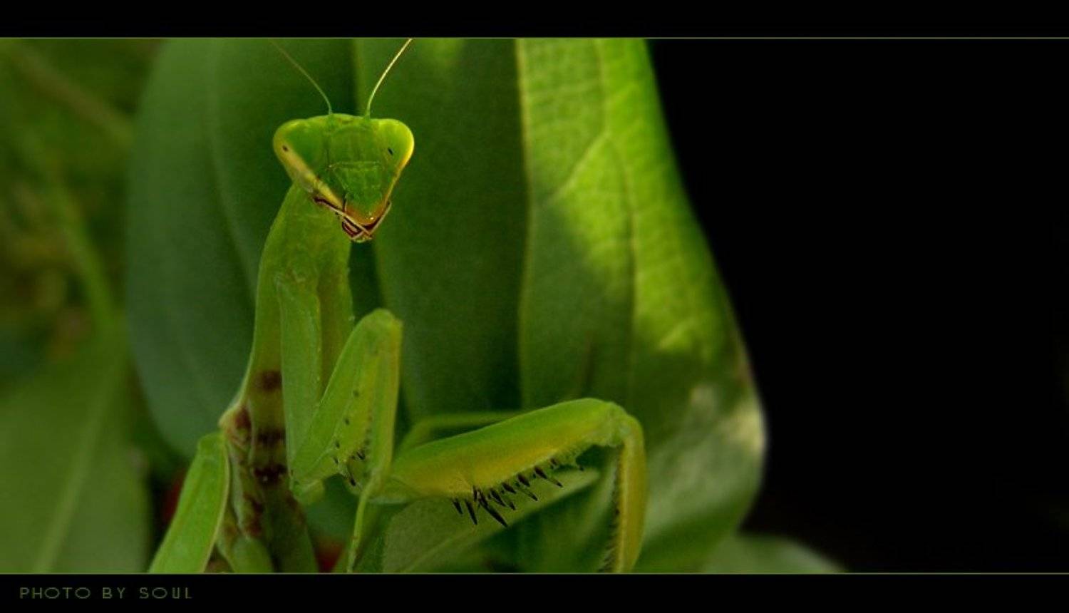 богомол, SouL