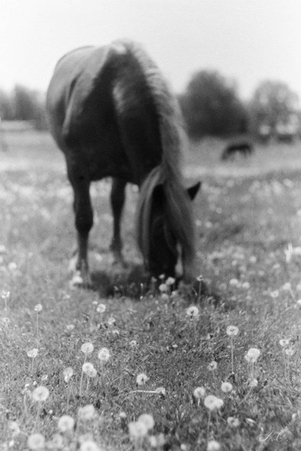 лошадь одуванчики, NO