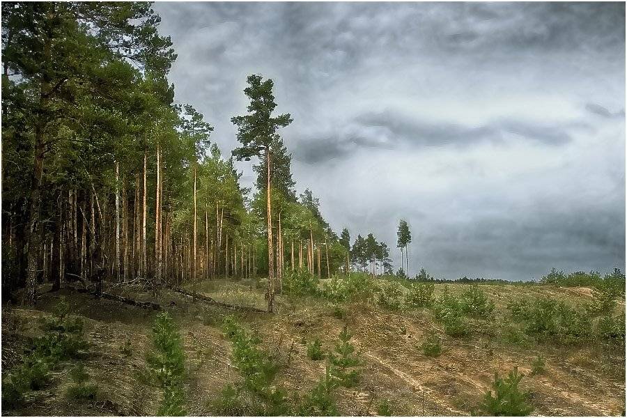 пейзаж, лес, осень, Александр Батурский