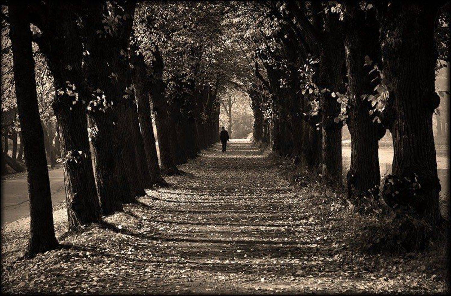 петергоф, аллея, Петрова Мария