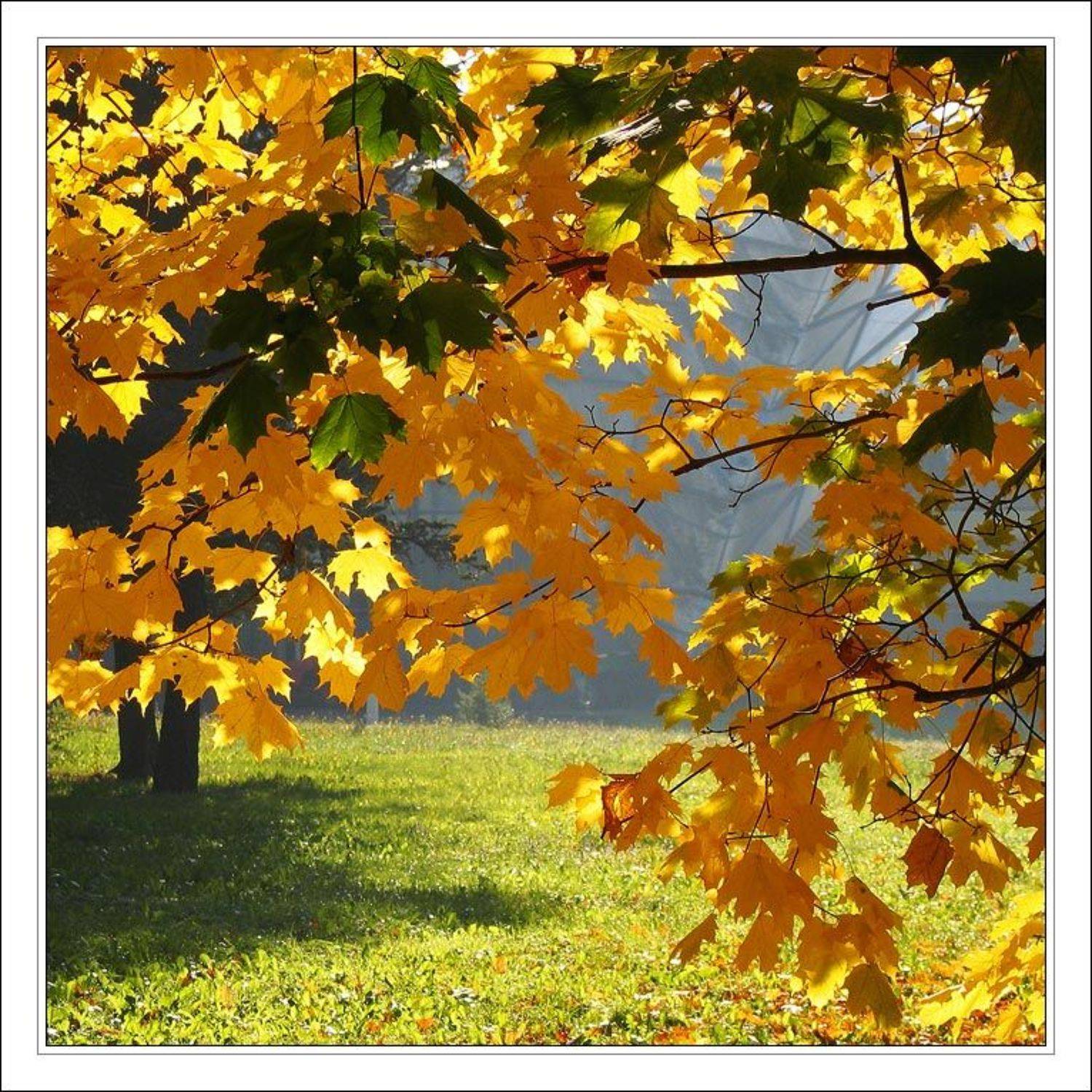 осень, клены, подмосковье, Gemini