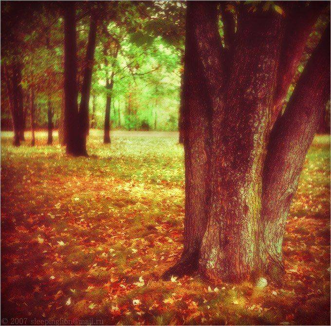 pilgrim, пленка, средний формат, кросс-слайд, Pilgrim