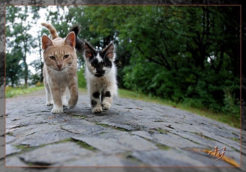 На разборки фото превью