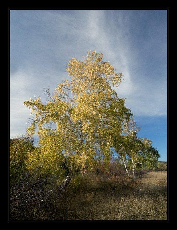 осень, дерево, береза, небо, листья, забайкалье Романс фото превью