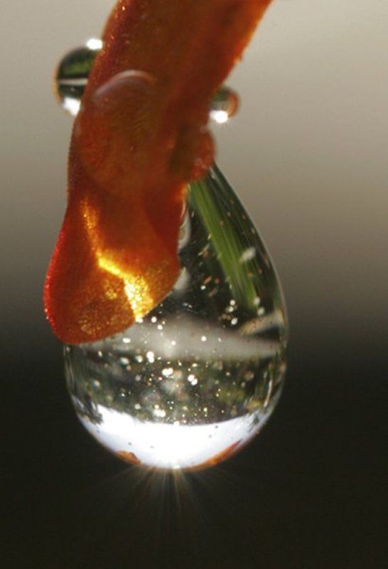 капля, природа капелька фото превью