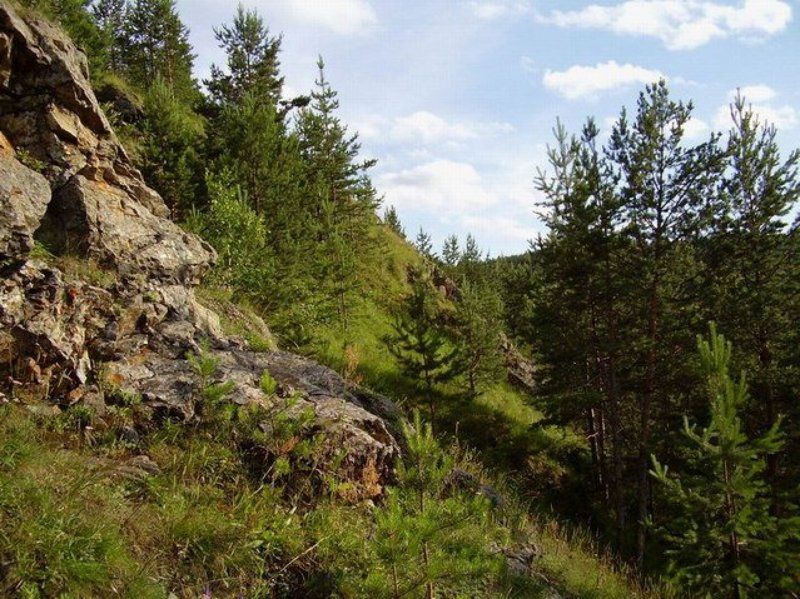 гора, лето, лес В гору... фото превью