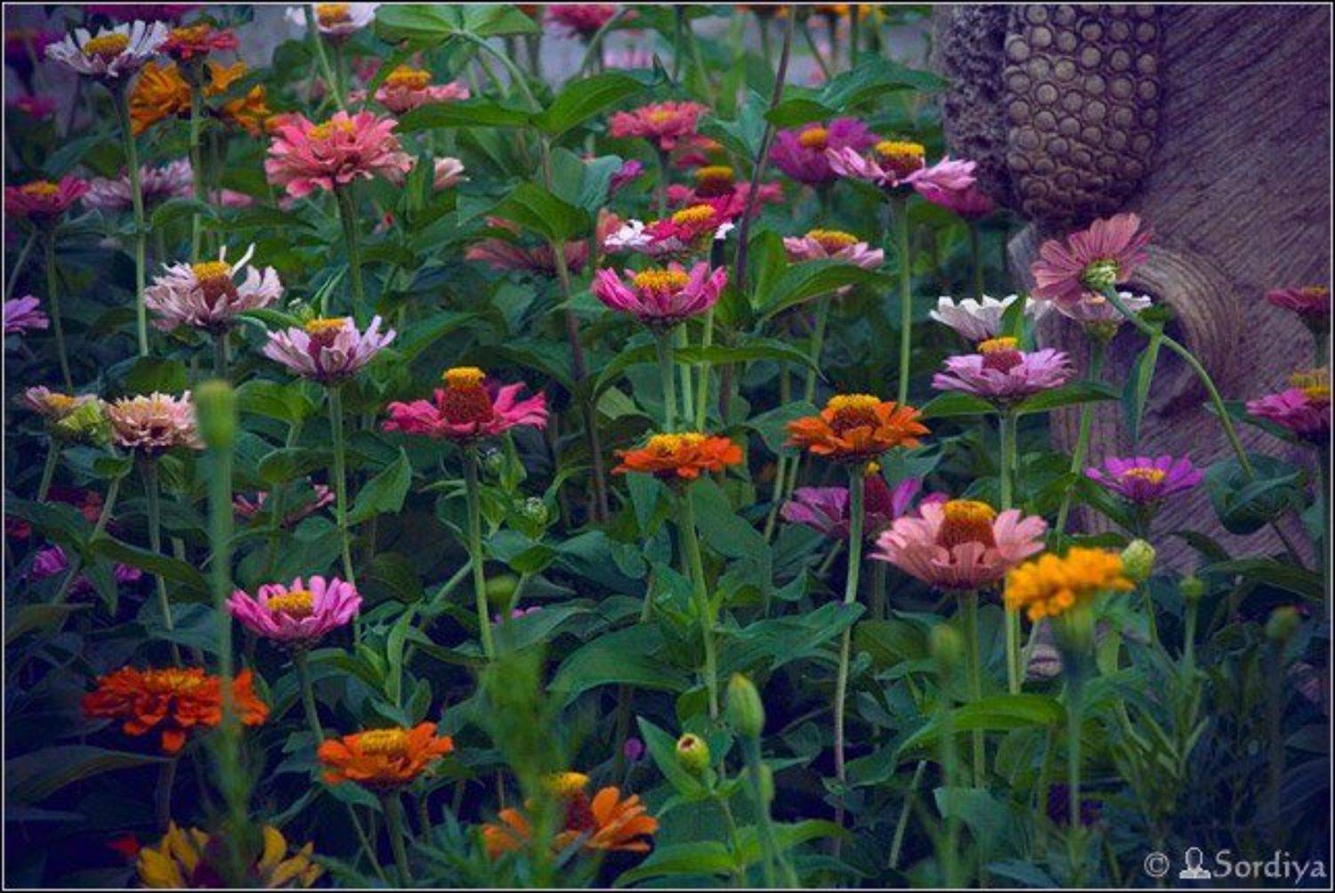 цветы, Энси