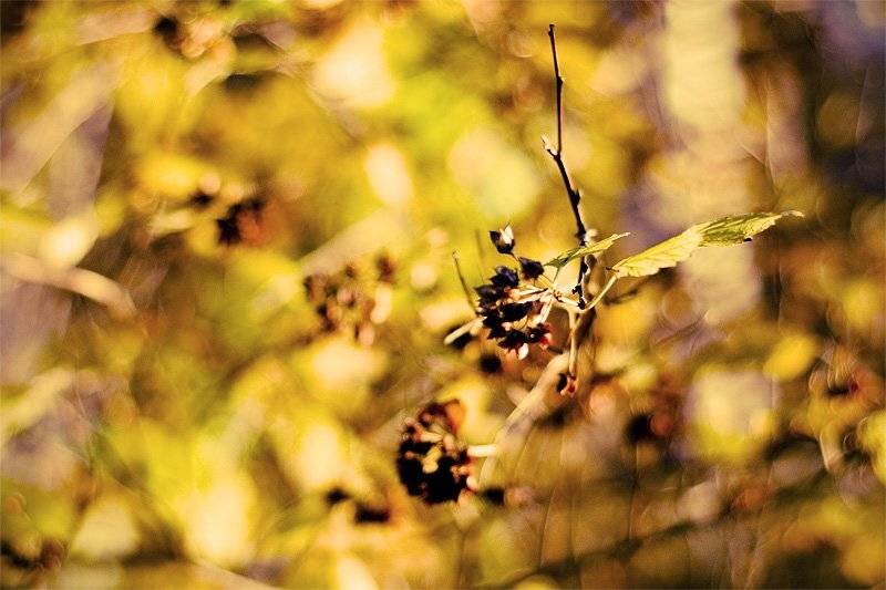 , Дмитрий Плотникофф