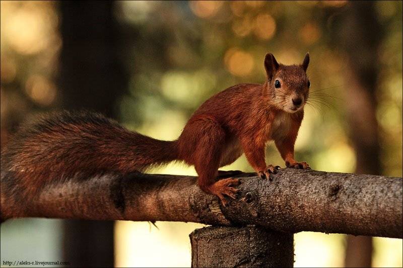 павловск,белка, Александр Рогачёв