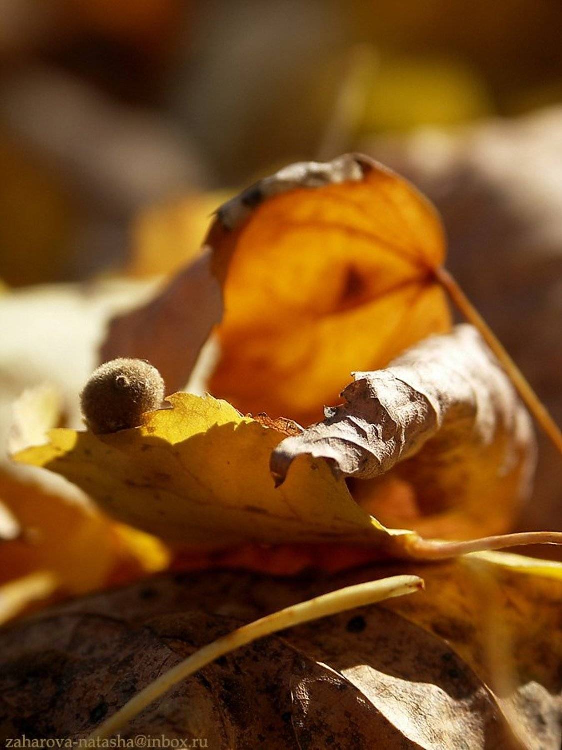 осень, листва, Наталья Захарова
