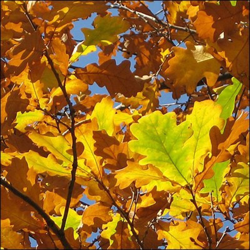 золото на голубом Золото на голубом фото превью