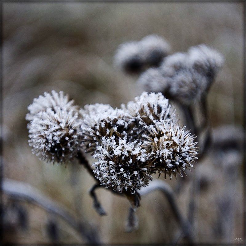 репейник, осень, заморозки репей фото превью