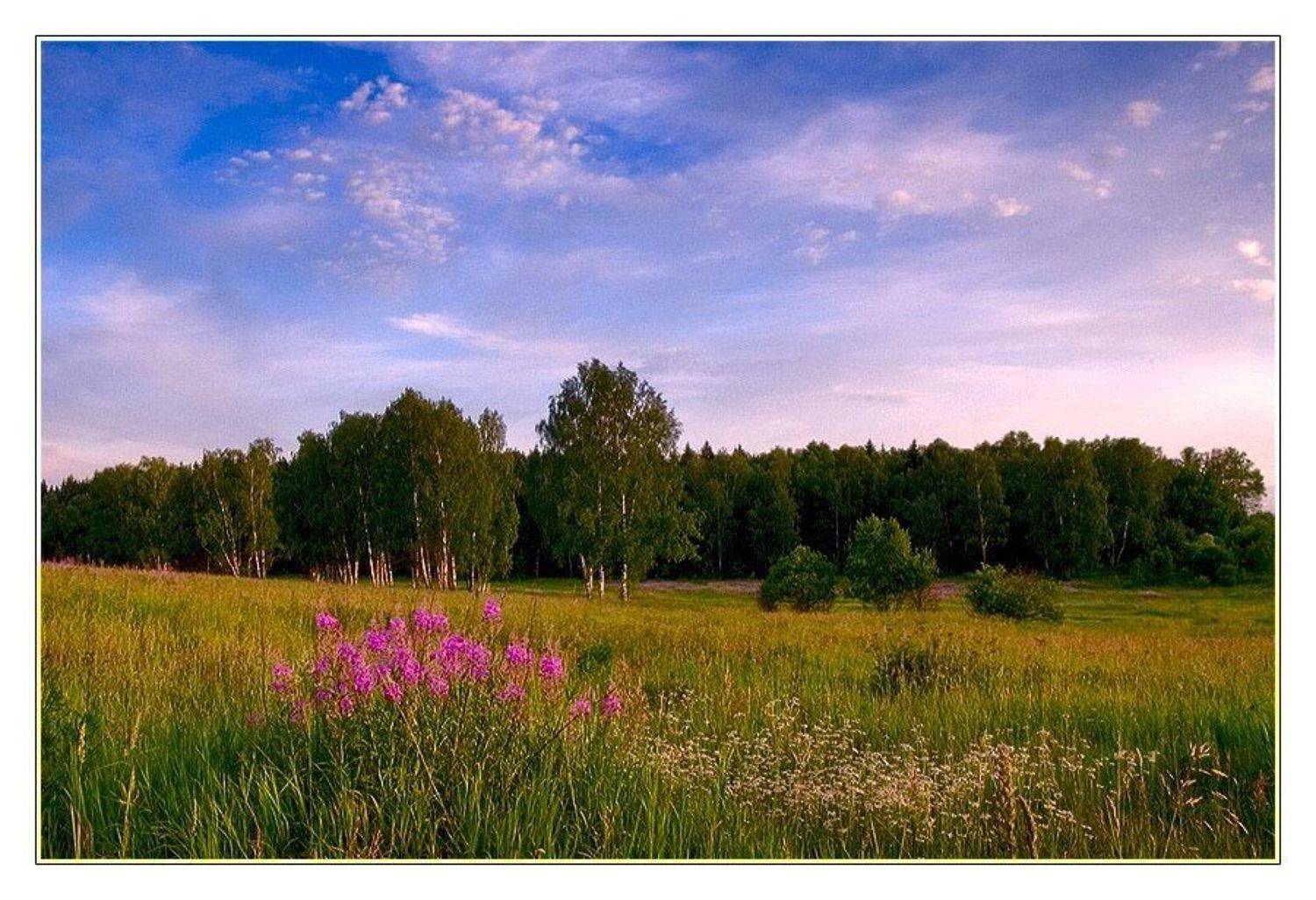 лето цветы березки небо, Евгений Гаганов