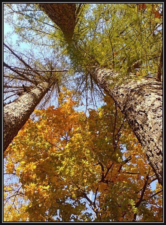 царицыно,осень,к небу, Liz