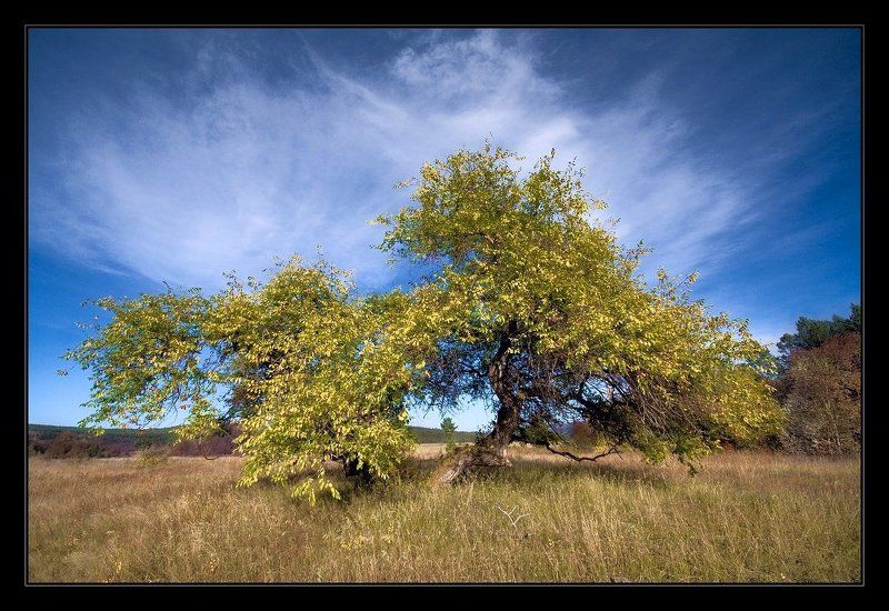 осень, дерево, небо, листья, *** фото превью
