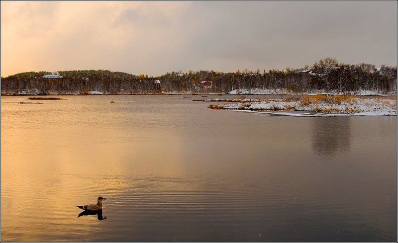 Про октябрь, чайку и золотое сечение..:) фото превью