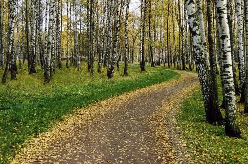 Осенняя дорожка фото превью