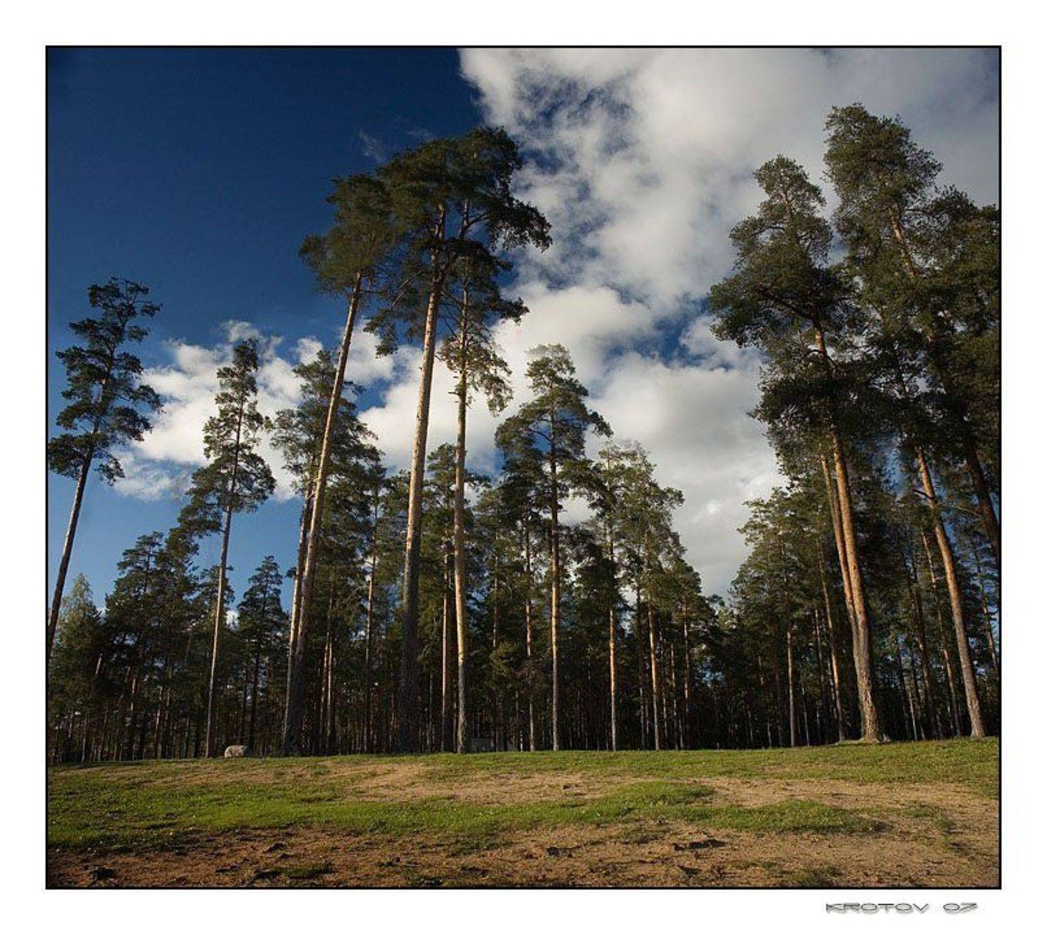 сосны, небо, облака, Krotov