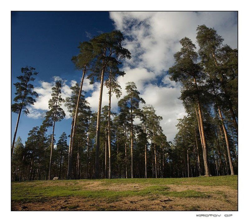 сосны, небо, облака Что-то из Шишкина фото превью