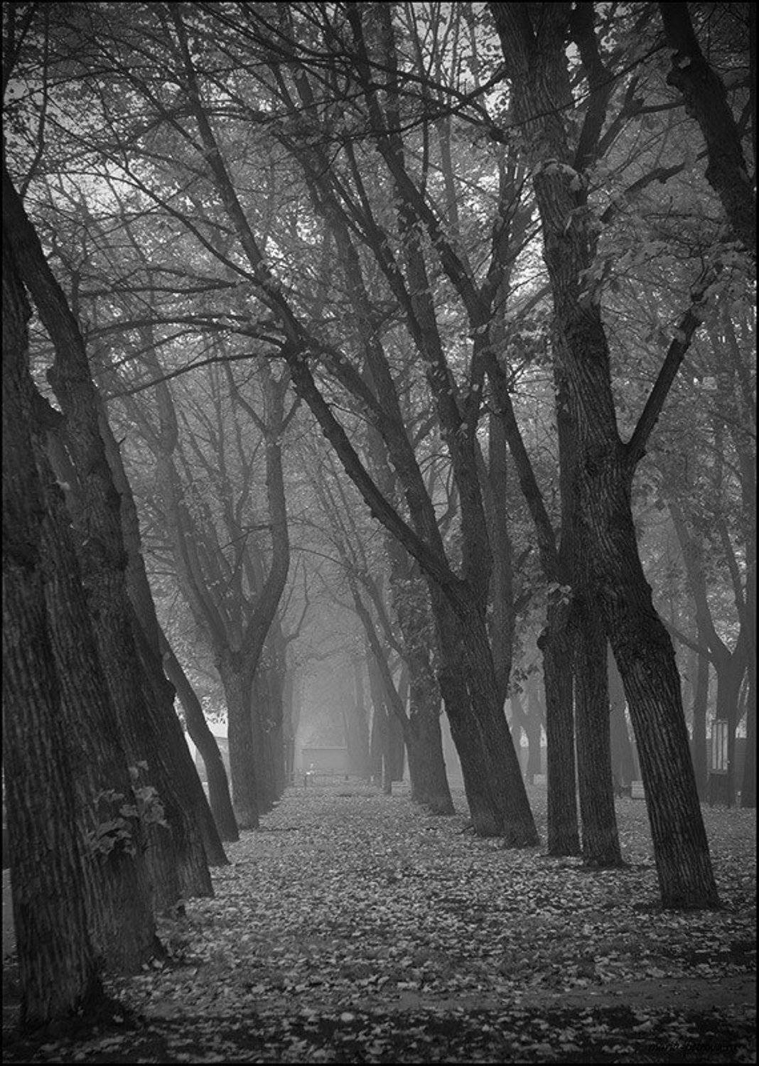 туман, аллея, Петрова Мария