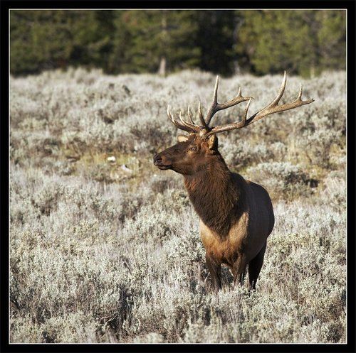 Bull elk