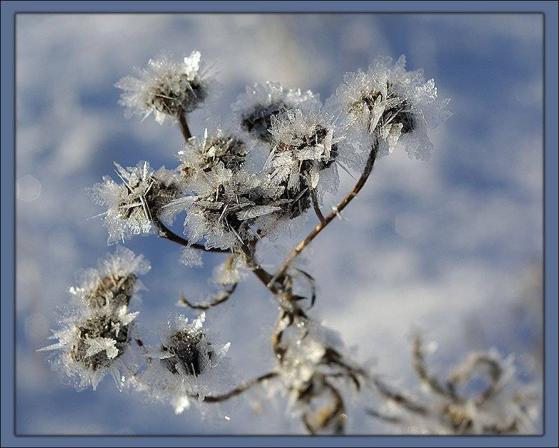 цветок,иней, Солодухин Виктор