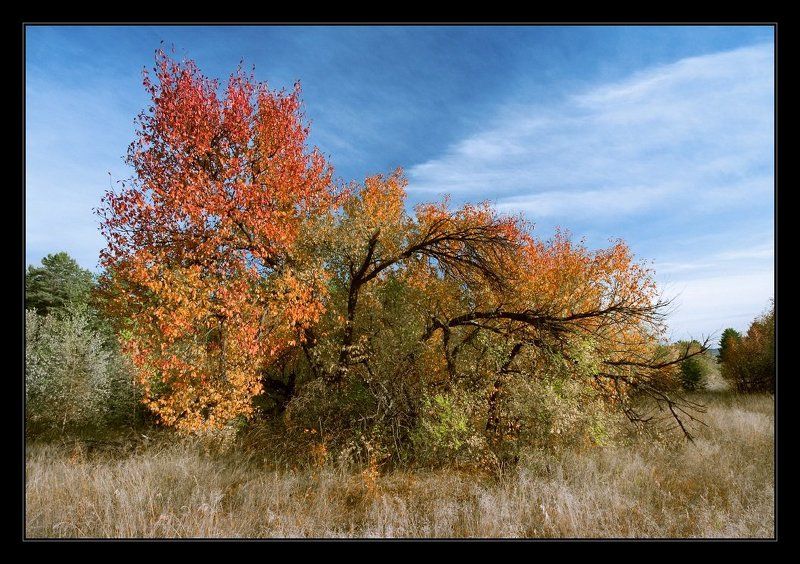 осень, дерево, небо, листья, забайкалье *** фото превью