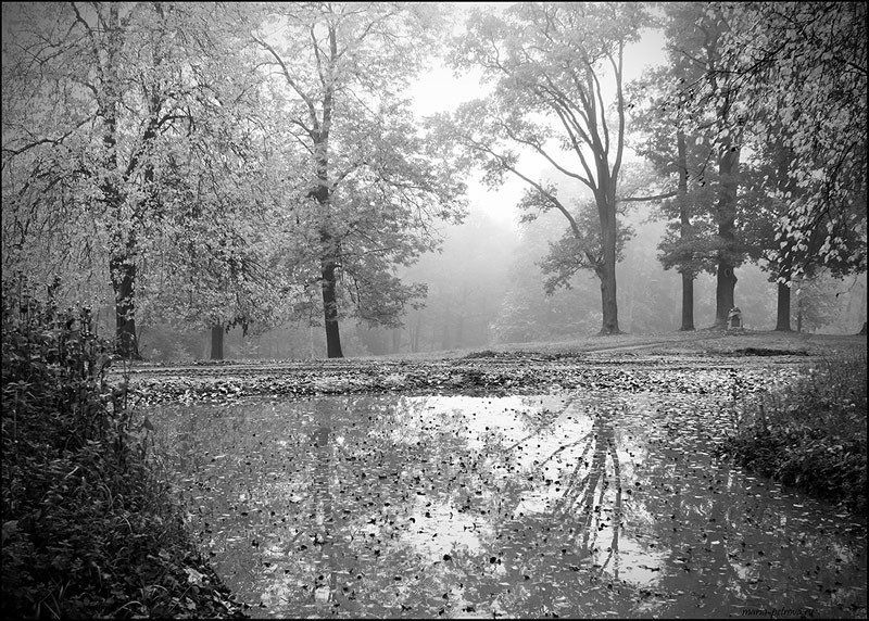 петергоф, деревья, туман Отражения. Туманные. фото превью
