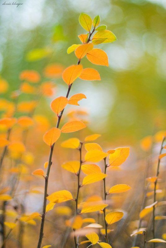 фото, природа, осень, клюев, variart Последняя осенняя фото превью