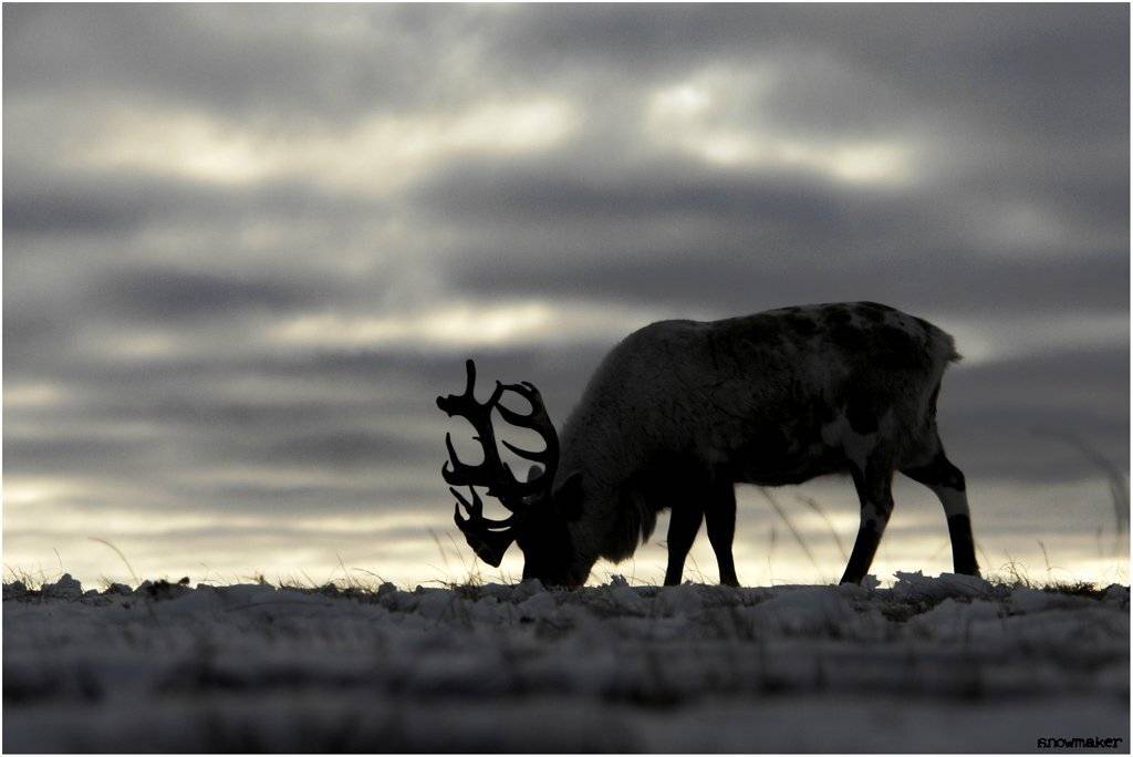 чукотка, лорино, олень северный, chukotka, snowmaker, snowmaker