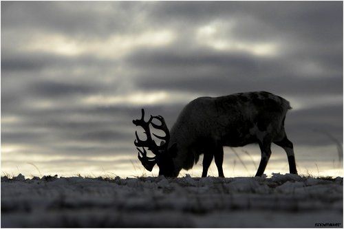 Безмятежность