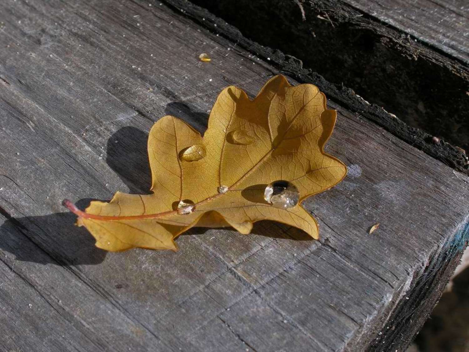 лист дубовый, макро, капля, Tatiana Rozanova