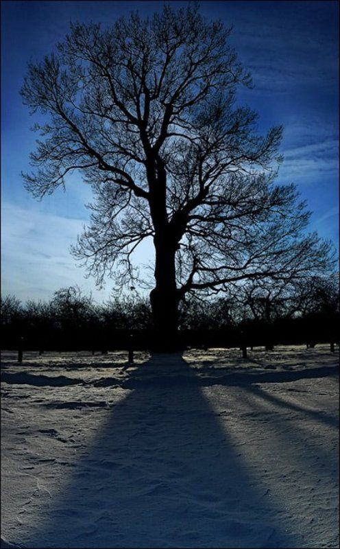 зима, дуб, снег, небо, парк зимние сказки фото превью