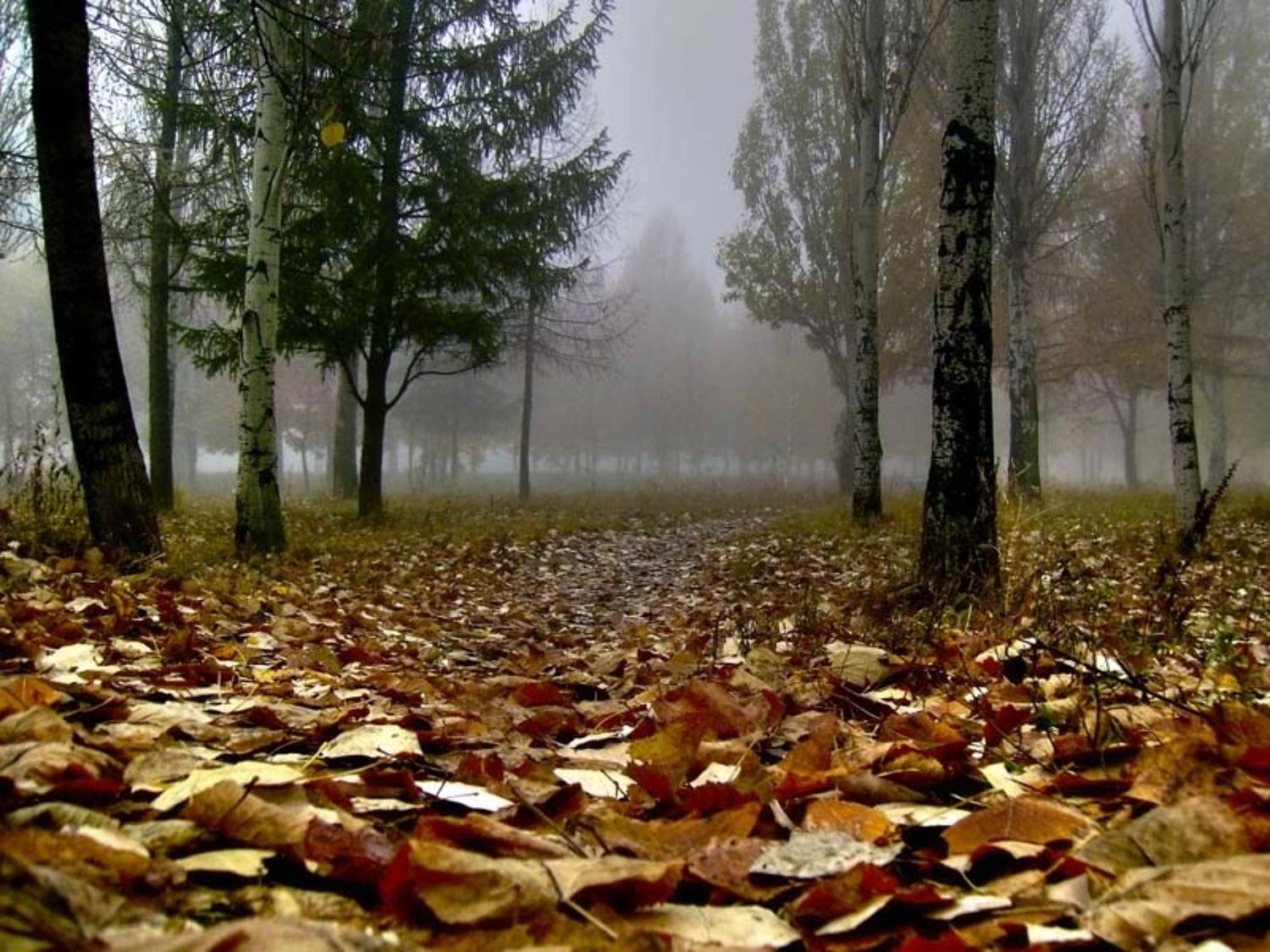 осень, лес, туман, Remint