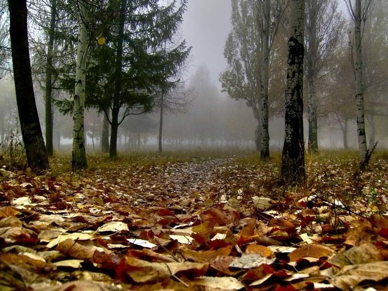 осень, лес, туман  фото превью