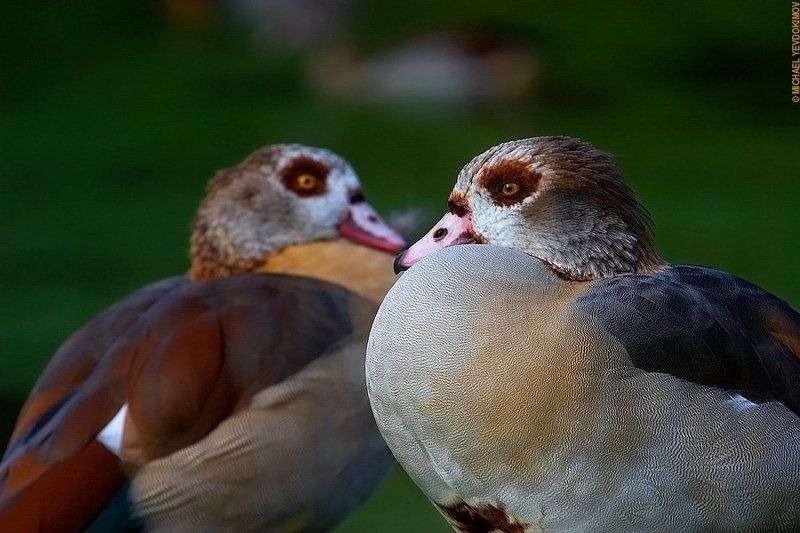любовь гагры Это любовь? фото превью
