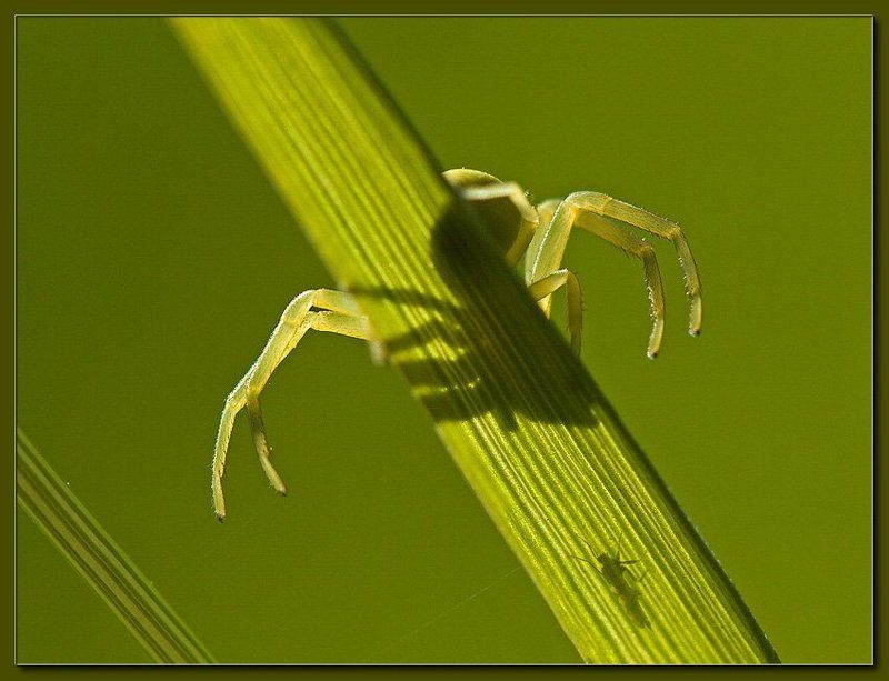 Gotcha! фото превью