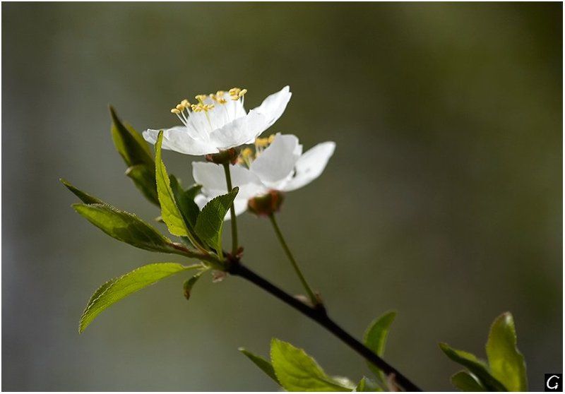 весна, цветы Воспоминание о весне фото превью