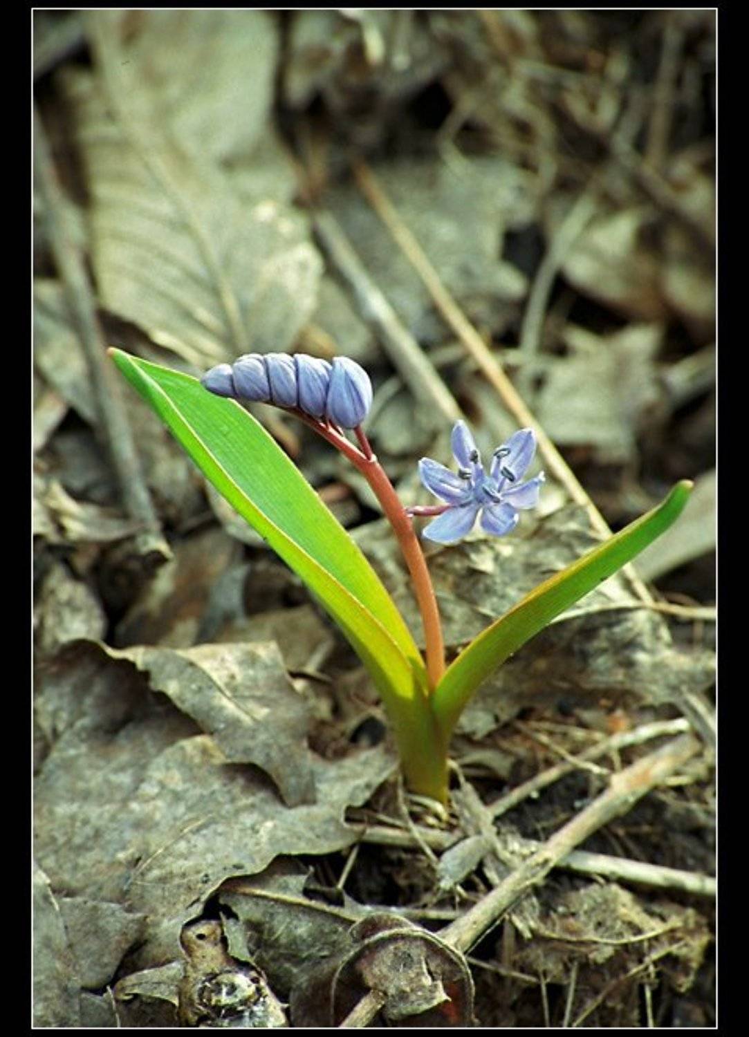 , NikOff (Юрий Руднев)