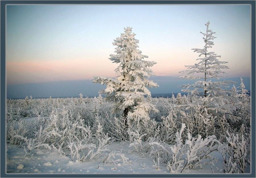 тайга,утро,зима,якутия, Солодухин Виктор