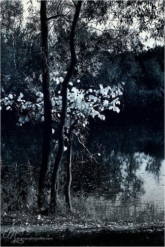 Посвящено Felicia Sandanato из Монако ...