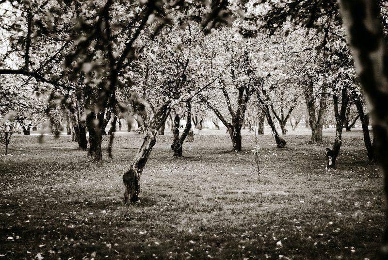 , Дмитрий Плотникофф